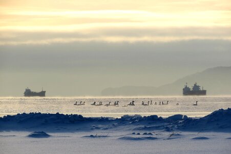 Beach swans sunrise