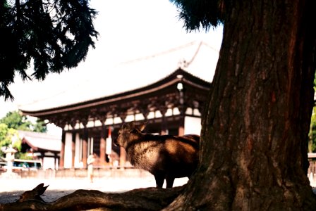 Nara, Japan, Nara park photo