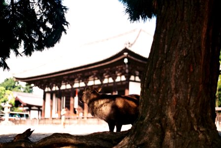 Nara, Japan, Nara park