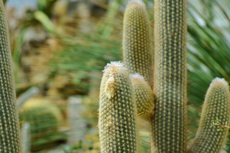 Prickly plant thorns photo