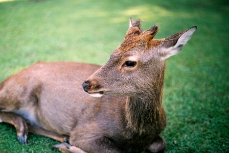 deer lying on lawn during daytime photo