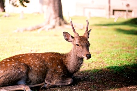 Nara, Japan, Nara park