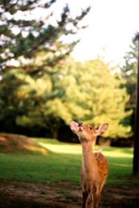 Nara, Japan, Nara park