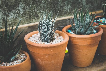 Nature pots succulent