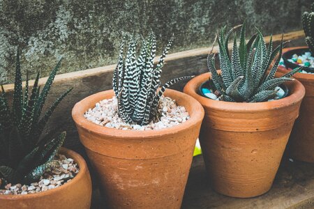 Nature pots succulent photo