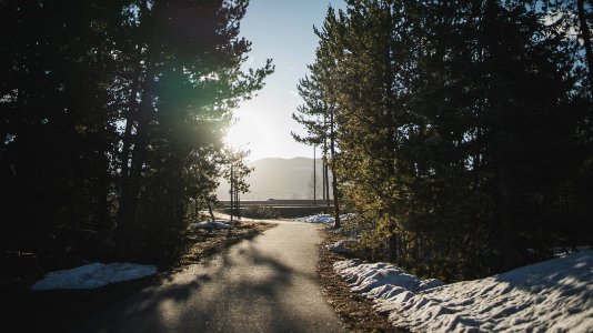 blacktop road between green pine trees photo