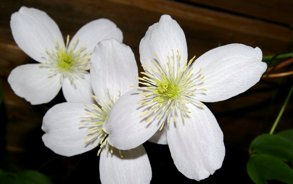 Bloom flower close up