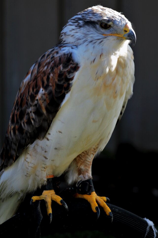 Carnivore predator bird