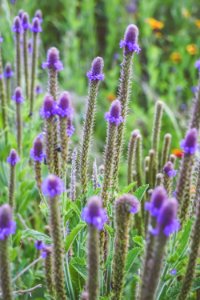 Nature, Flower, Purple flower photo