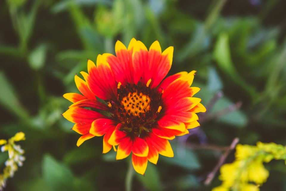 Nature, Flower, Yellow flower