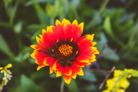 Nature, Flower, Yellow flower