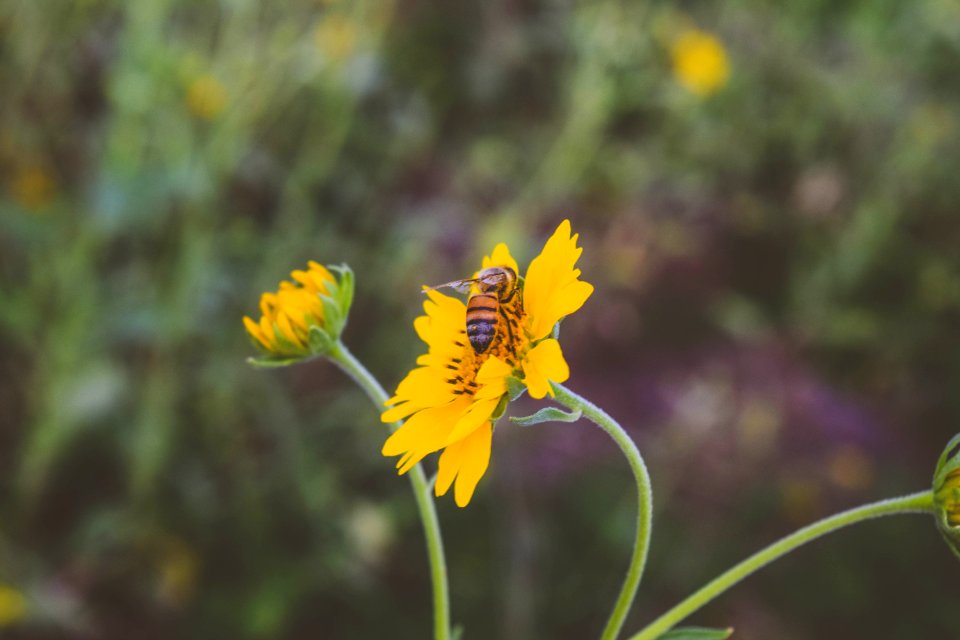 Insect, Nature, Honey bee