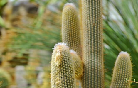 Prickly plant thorns
