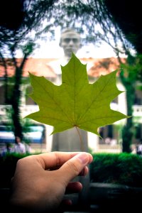 Leaf, Nature, Tytoalbatraoz