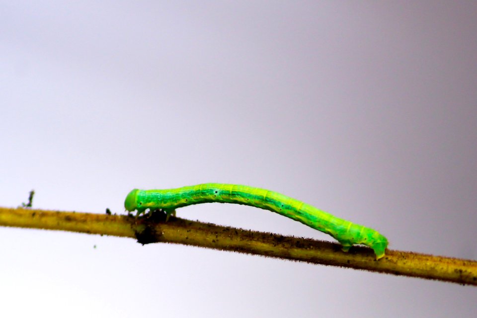 Macro, Wilderness, Wild