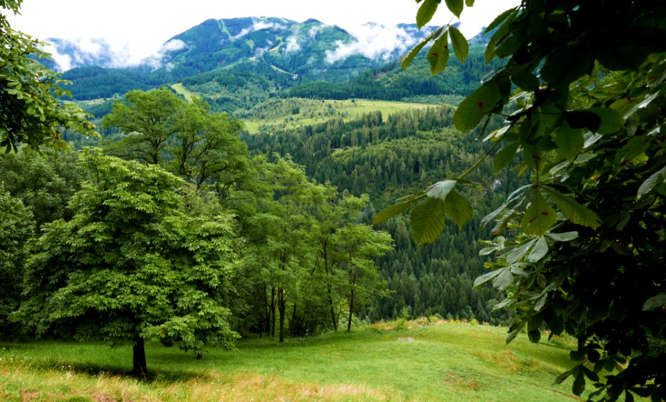 Cavalese, Italy, Natura