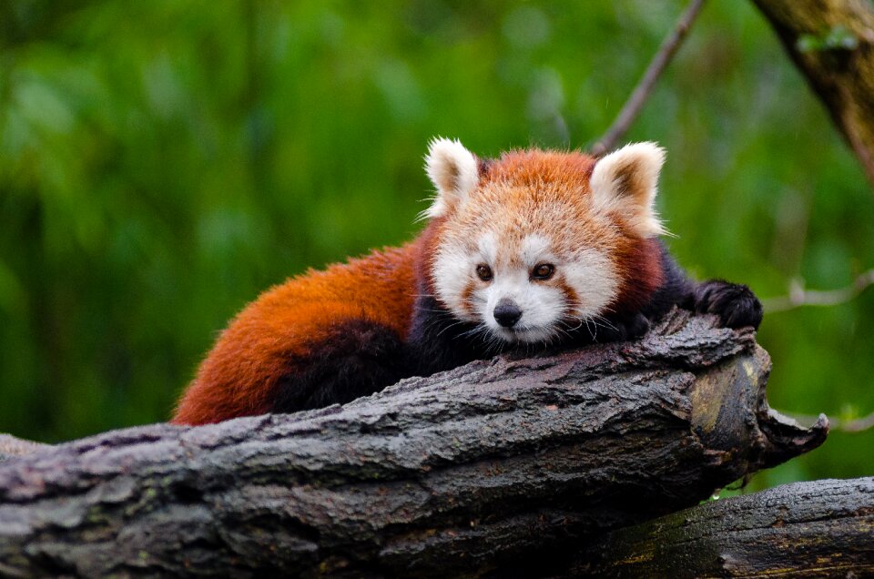 Endangered environment fur