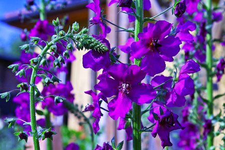 Purple flower nature