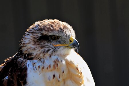 Carnivore predator bird photo