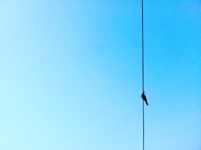 black bird on wire under clear sky