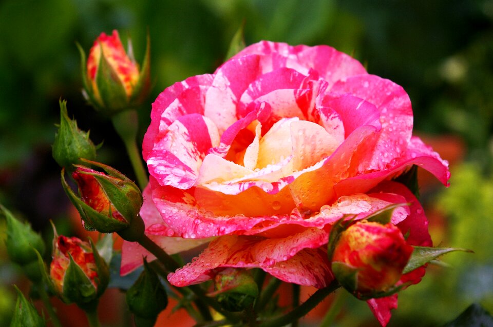 Bloom yellow red rose