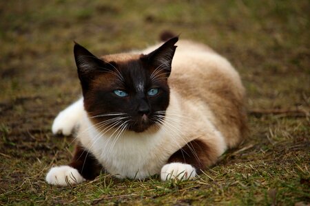 Siamese breed cat mieze photo