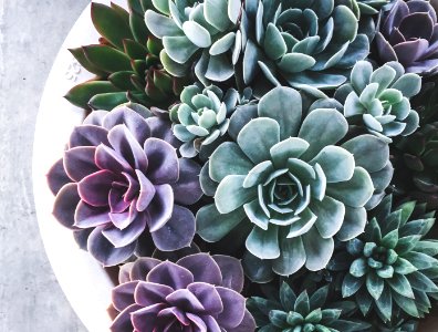 Plants, Succulents, Grey