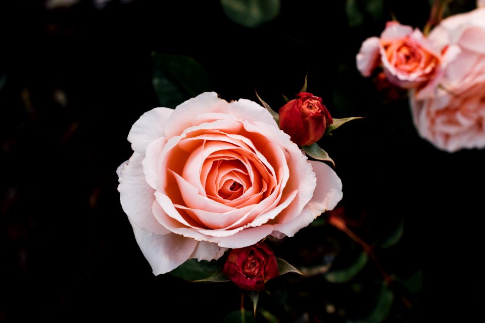 pink petaled flower