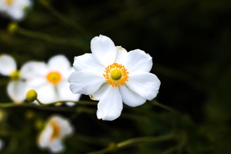 Descanso gardens, La ca ada flintridge, United states