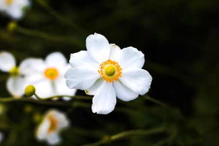 Descanso gardens, La ca ada flintridge, United states photo