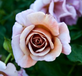 San jose, United states, Flower