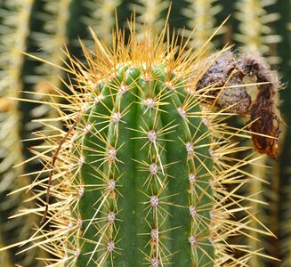 Prickly plant thorns photo