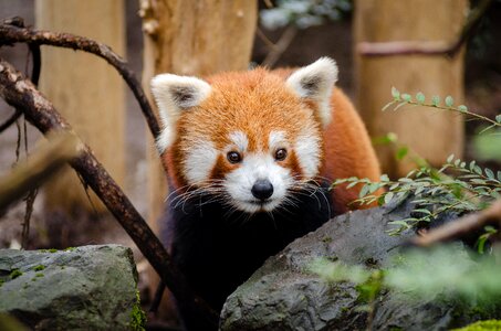 Wildlife zoo brown animals photo