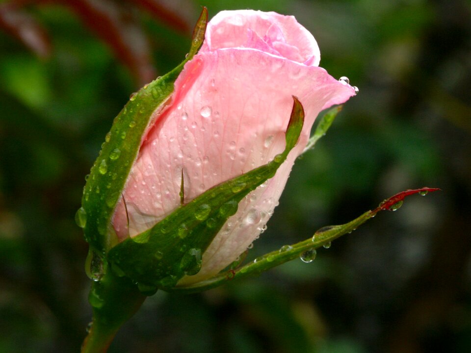Nature blossom summer