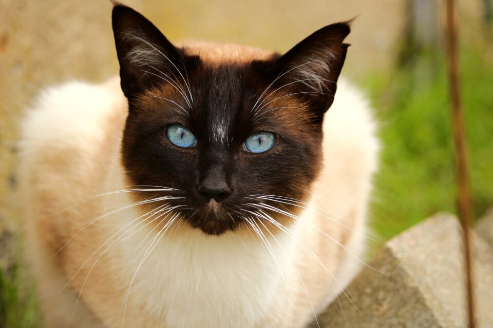 Siamese breed cat mieze
