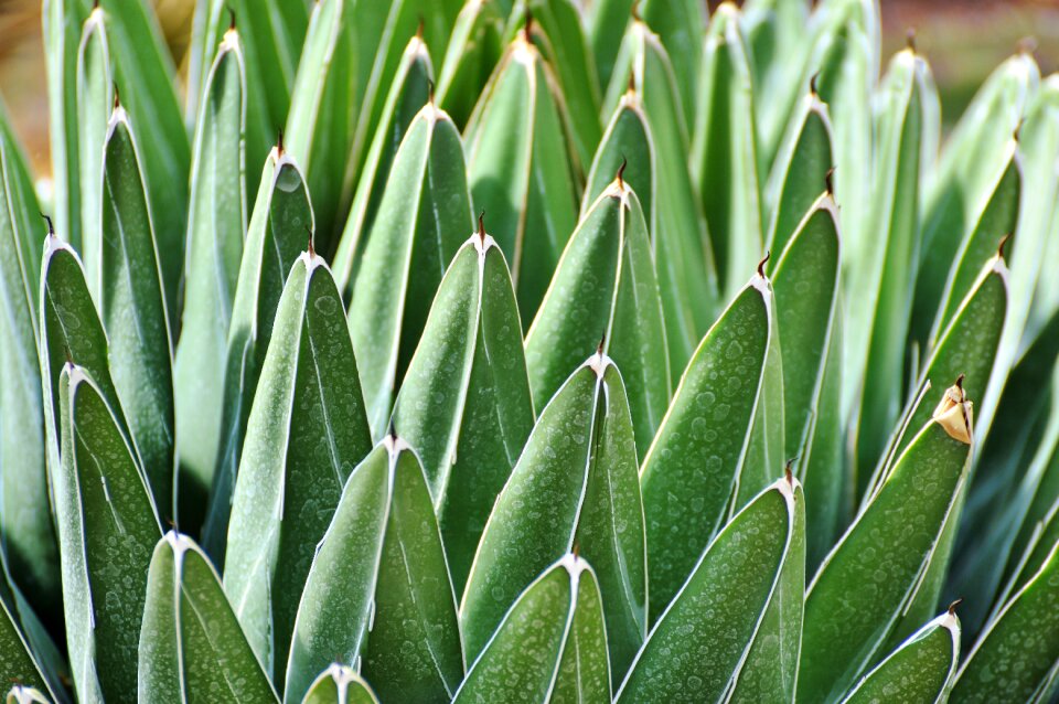 Prickly plant thorns