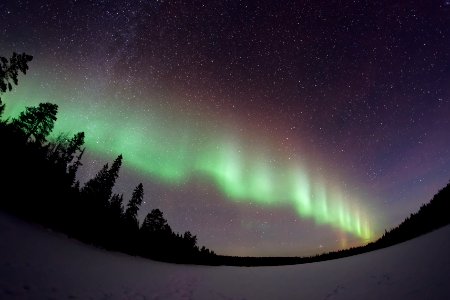 worm's eye view of aurora over tall trees photo