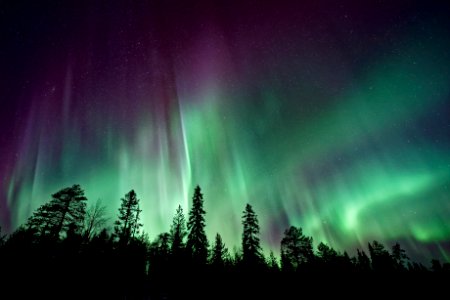 silhouette of trees near Aurora Borealis at night photo