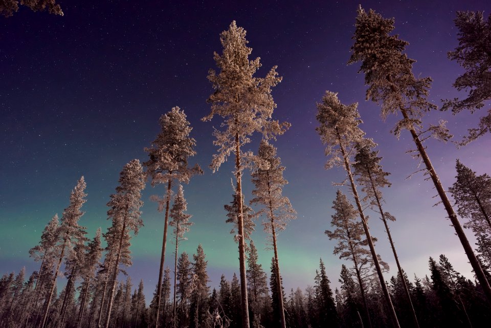 forest trees during night