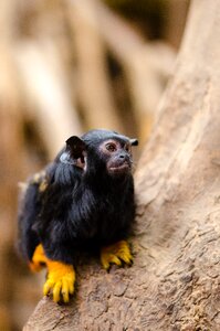 Endangered eyes furry