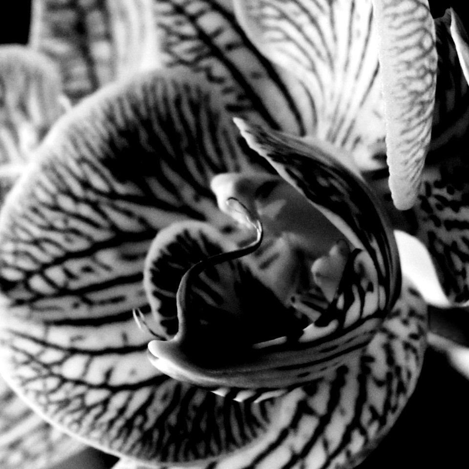 Philadelphia, United states, Black  white