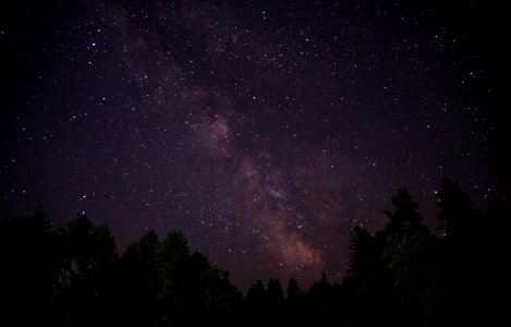 V liug, Romania, Tree photo