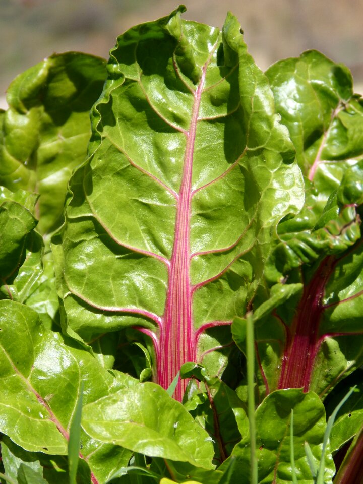Leaf green vegetable