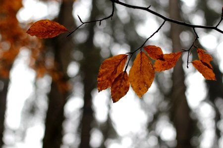 selective focus photography of brown leaf trees photo