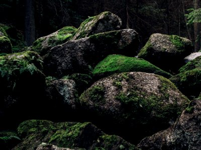 Austria, Stones, Forest