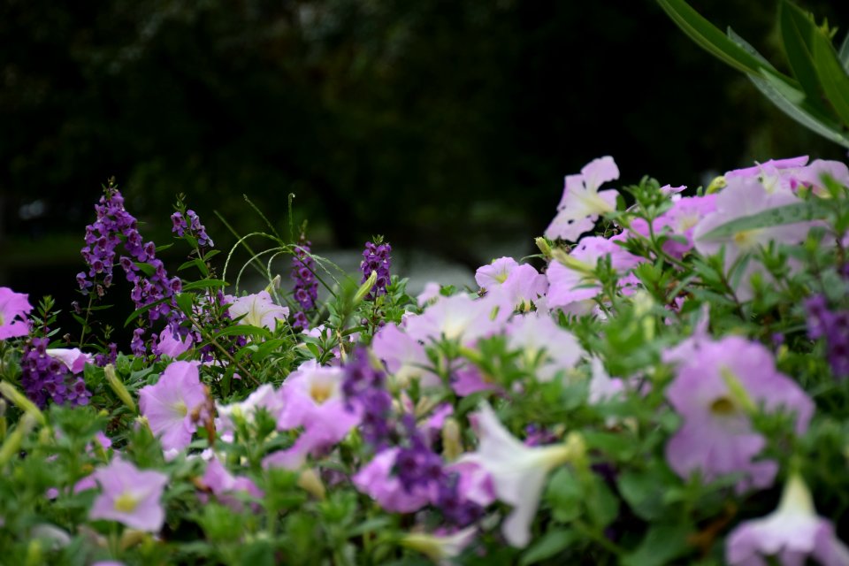 Lavender, Park, Nature