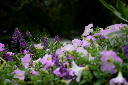 Lavender, Park, Nature