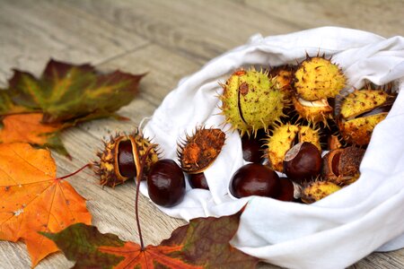 Horse chestnut fruit dry leaves photo