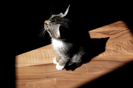 black and brown kitten on brown parquet floor with sunlight