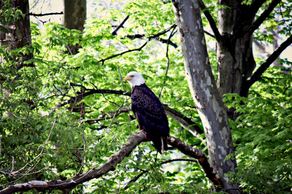 Wildlife, Predator, Raptor